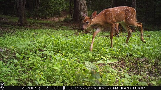 IMG_0105 2016 - Late Season fawns