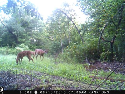 IMG_0174 2016 - Cabin meadow. Doe, two fawns