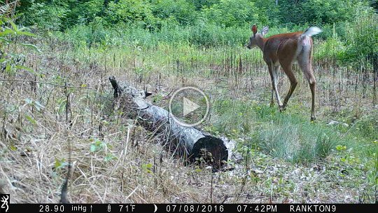 IMG_0292 2016 - Doe with striped ears #2