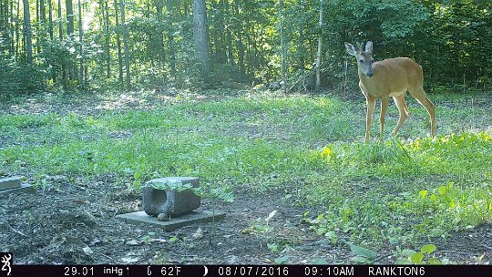 IMG_0293b 2016 - Oak meadow, young buck