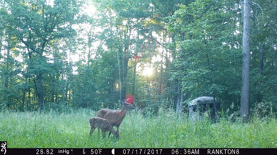 IMG_0040 2017 - Oak mdw. All the anumals are ignoring the blind