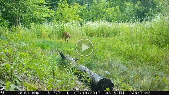 IMG_0043 2017 - Cabin mdw fawn