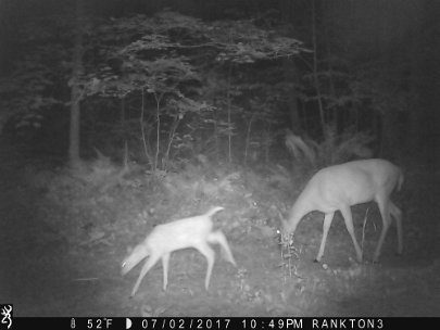 IMG_0044 2017 - Doe and fawn on road near knoll