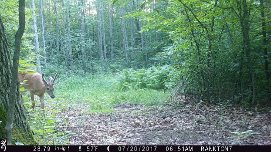 IMG_0092 2017 - RF loop, Buck still out in the daytme