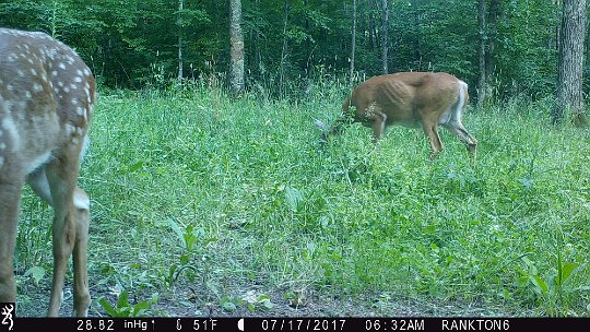 IMG_0114 2017 - It seems late in the year that this doe would still have full udders. Her fawn is well grown too.