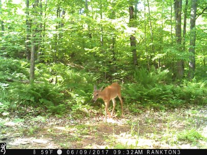 IMG_0138 2017 - First year buck