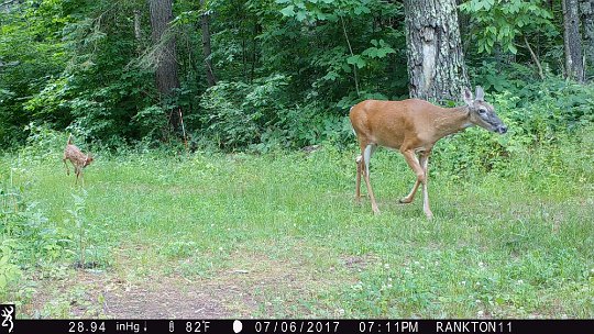 IMG_0158 2017 - Cabin mdw, Doe and fawn