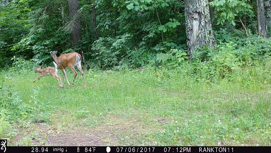 IMG_0167 2017 - Cabin mdw, Doe and fawn