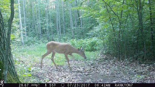 IMG_0170 2017 - FR loop, smaller body buck. Nice start on antlers