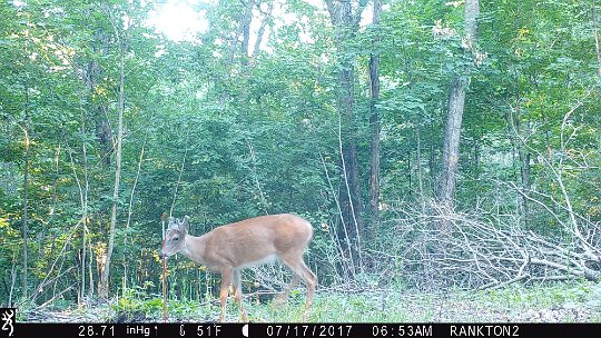 IMG_0185 2017 - LLR stand. Nice velvet on good genetics