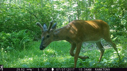 IMG_0237 2017 - Roy's loop.Buck in velvet