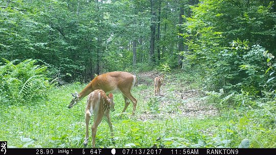 IMG_0497 2017 - Roy's loop. Doe and twin fawns