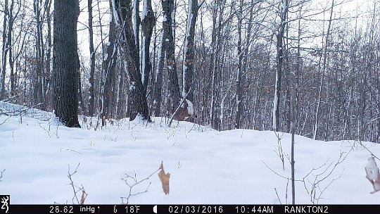 IMG_0082 2016 - Deer running from domestic dogs