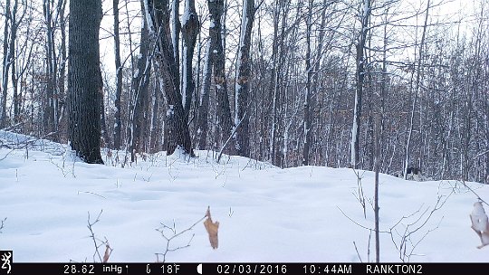 IMG_0085 2016 - Domestic dogs chasing deer #2