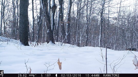 IMG_0086 2016 - Domestic dogs chasing deer #1