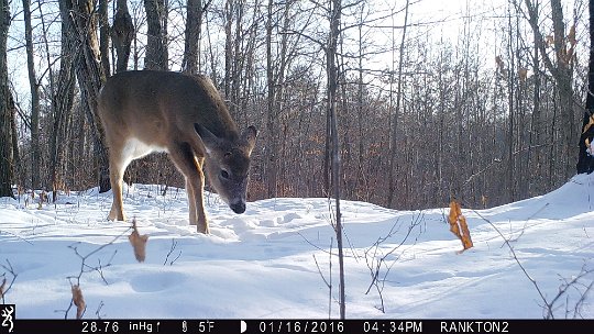 IMG_0820 2016 - Yearling buck having shed antlers