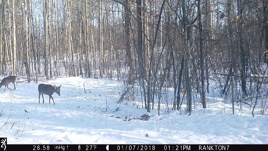 IMG_0534 2017 - Roy's loop. A spike that made it through hunting season.