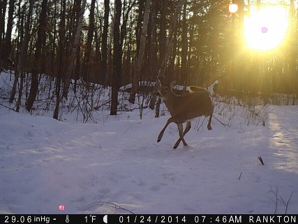 2015 Deer - Winter