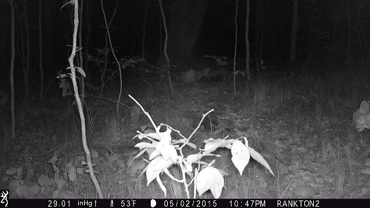 IMG_0197 2015 - Bobcat? DNR thinks so - #2