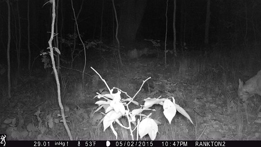 IMG_0200 2015 - Bobcat? DNR thinks so - #3