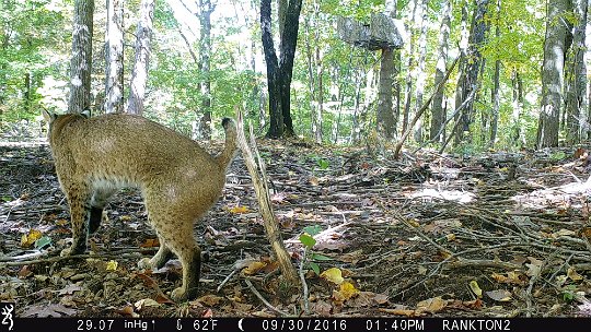 IMG_0209 2016 - LL stand. Bobcat marking his area