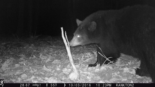 IMG_0262 2016 - Bear smelling Bobcat spray