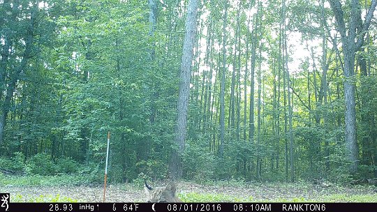 IMG_0588 2016 - Oak MDW. Bobcat