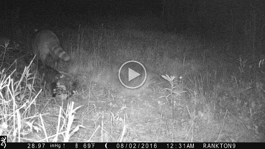 IMG_0016 2016 - Racoon in the Cabin meadow