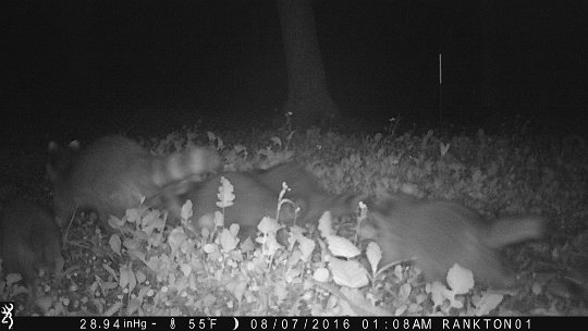 IMG_0030 2016 - Racoon family in the East End food plot