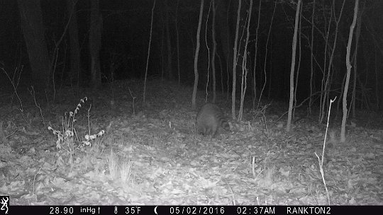 IMG_0253 2016 - The raccons like the mineral lick too