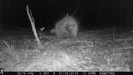 IMG_0751 2016 - More porcupine in the dark