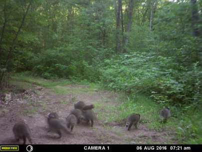 MFDC2841 2016 - Nine racoon crossing the slough