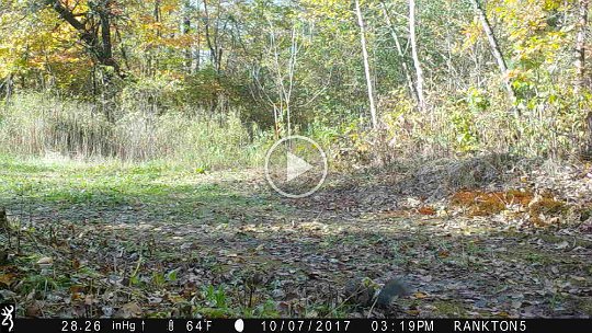 IMG_0026 2017 - Squirrels! Things that make our cameras go - Click