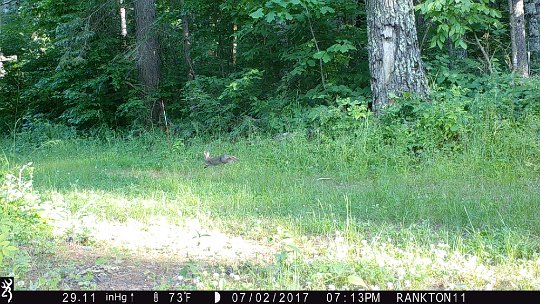 IMG_0112 2017 - Cabin road, lots of rabbits photo'd here