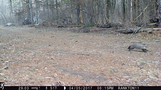 IMG_0160 2017 - Marmot near Cabin