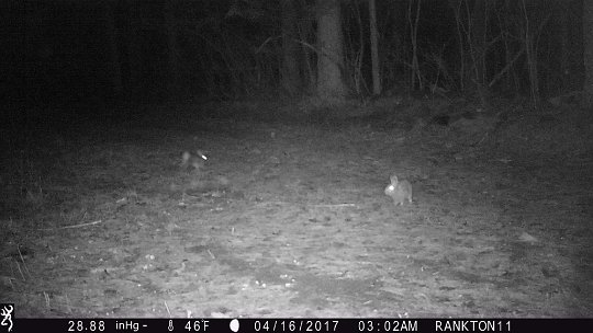 IMG_0277 2017 - Rabbits near Cabin