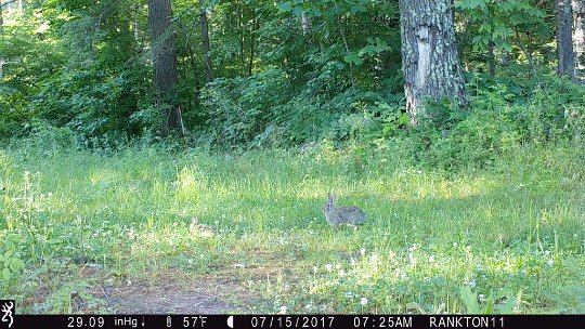 IMG_0298 2017 - Cabin road, lots of rabbits photo'd here