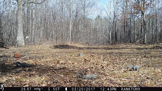 IMG_0363 2017 - four gray squirrels