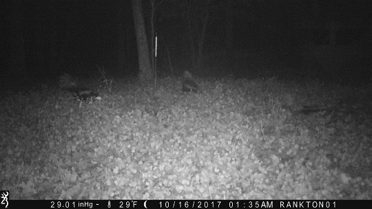 IMG_0771 2017 - East end, two skunk