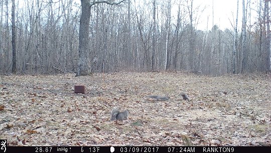 IMG_1379 2017 - Three grey squirrels on a romp